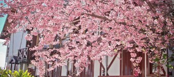 Pousada dos Esquilos