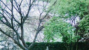 A swimming pool with a hedge and a statue in the background.