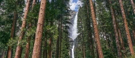 Ein Wald mit hohen Bäumen und einem Wasserfall.