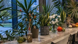 Una encimera de cocina con varias macetas, un búho decorativo y un pequeño calabacín.