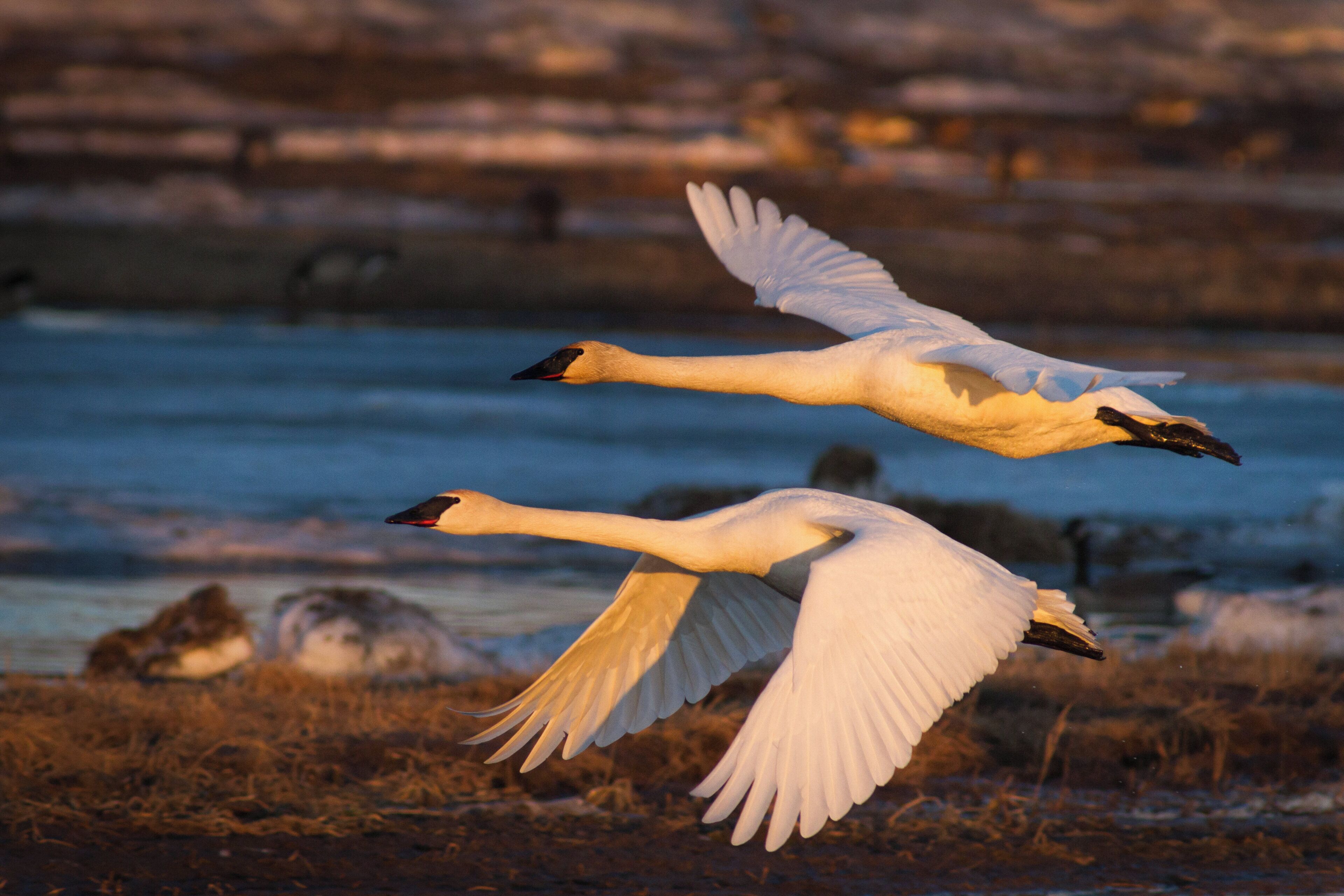 Two swans in flight over a body of water with a rocky shoreline in the background.