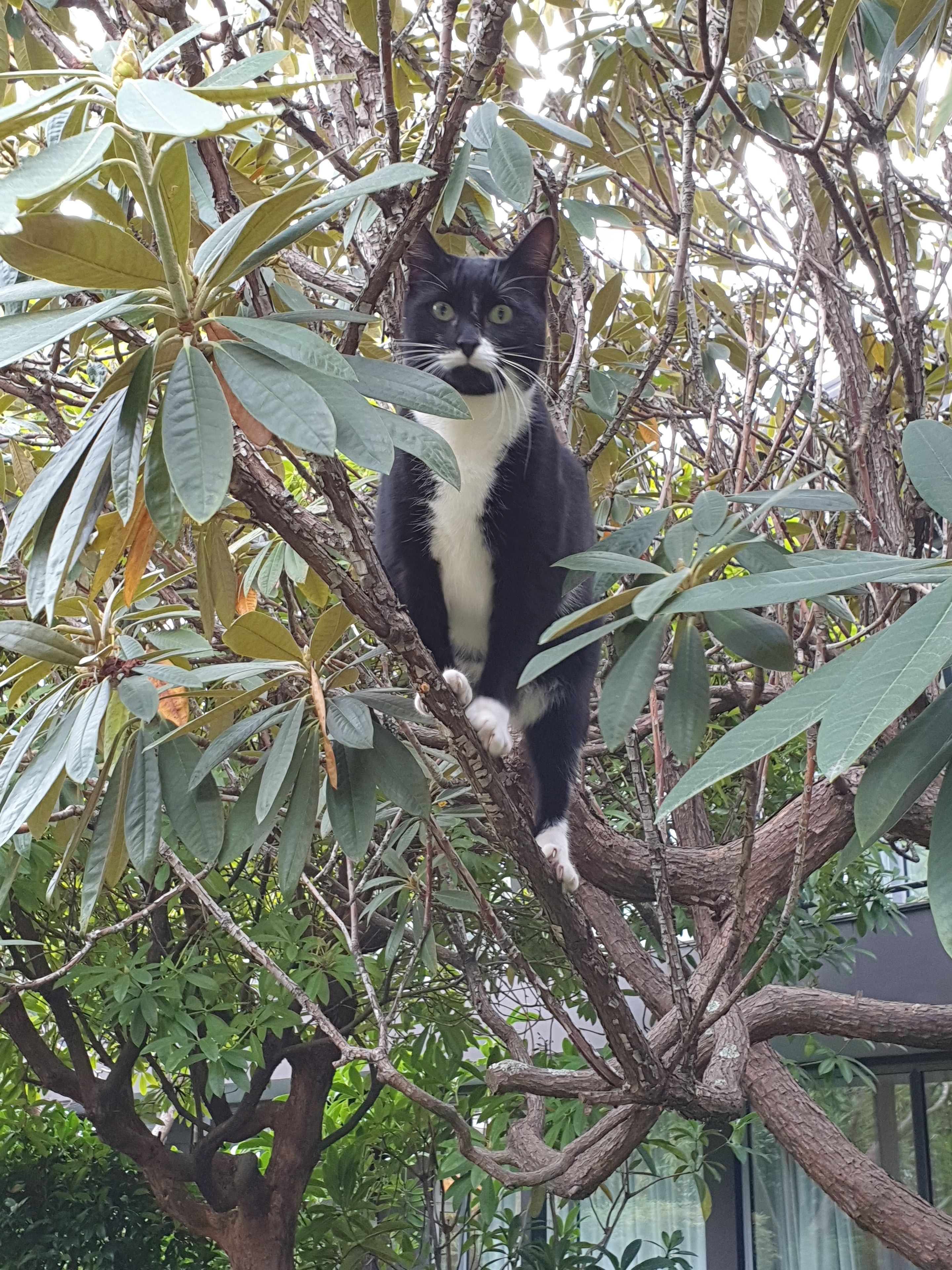 A black and white cat perched on a tree branch surrounded by green leaves.