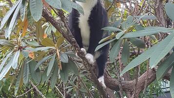 A black and white cat perched on a tree branch surrounded by green leaves.