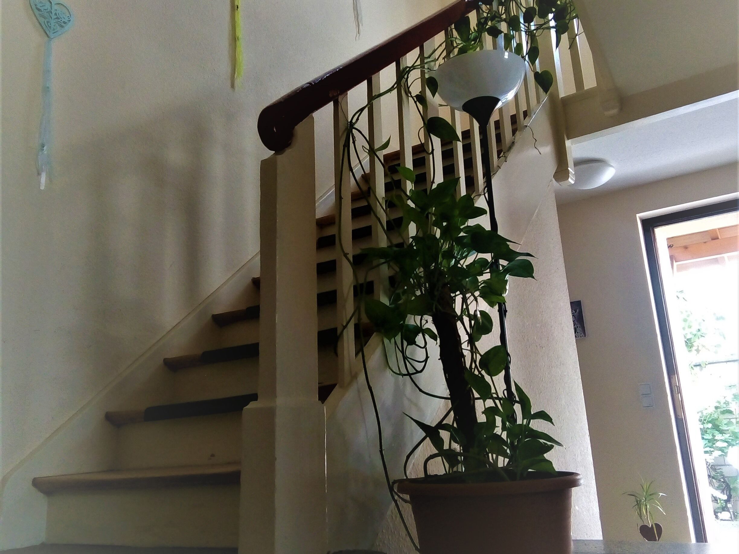 A staircase with a potted plant on the right side.
