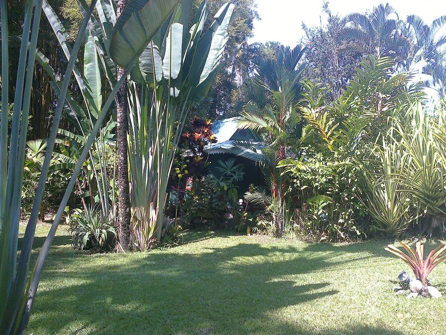 Un exuberante jardín con diversas plantas tropicales y un pequeño estanque.