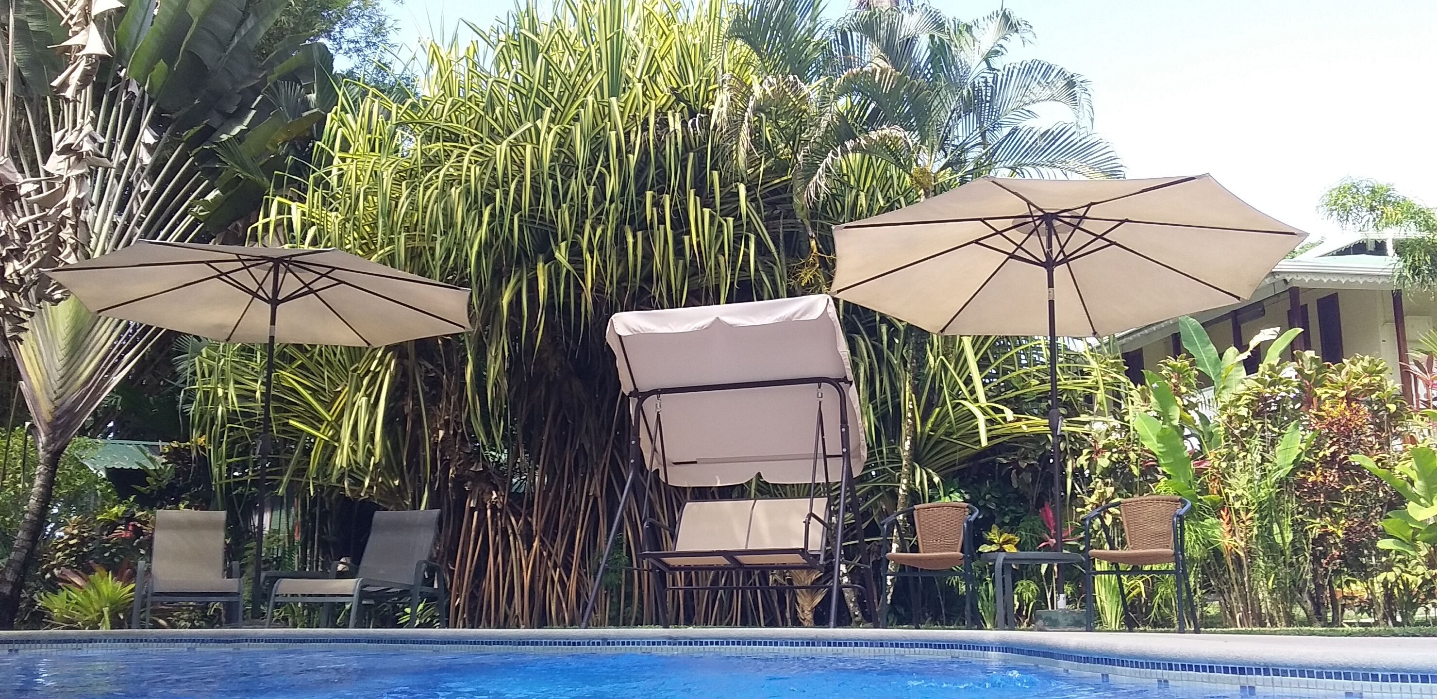 A pool area with lounge chairs and umbrellas, surrounded by lush tropical plants.