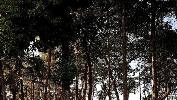 Une terrasse en bois avec un jacuzzi et deux chaises longues, entourée de grands arbres et offrant une vue sur l’océan.