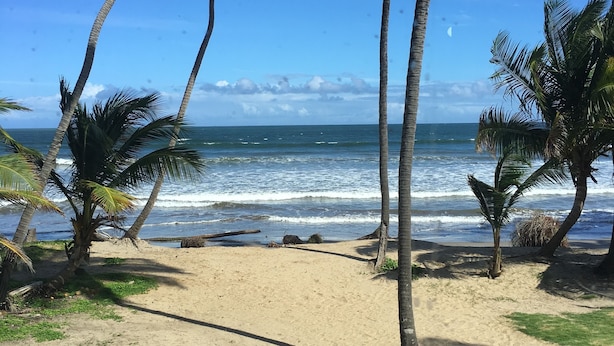 Una playa con palmeras y olas del océano.