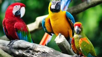 Tres guacamayos de colores posados en una rama.