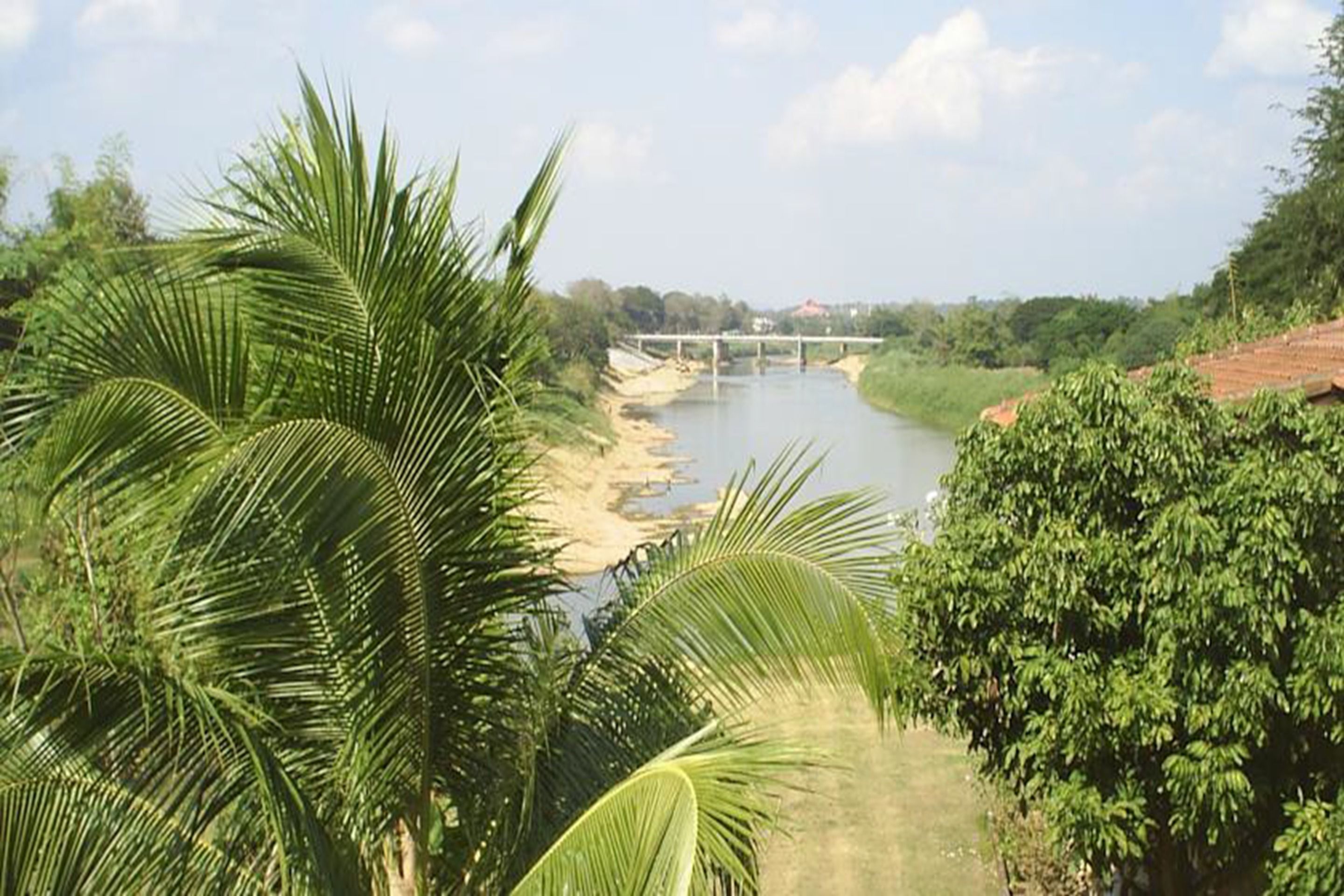 Un fiume con un ponte, circondato da rigogliosa vegetazione e palme.