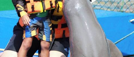 Un dauphin interagissant avec une personne et un enfant dans une piscine.