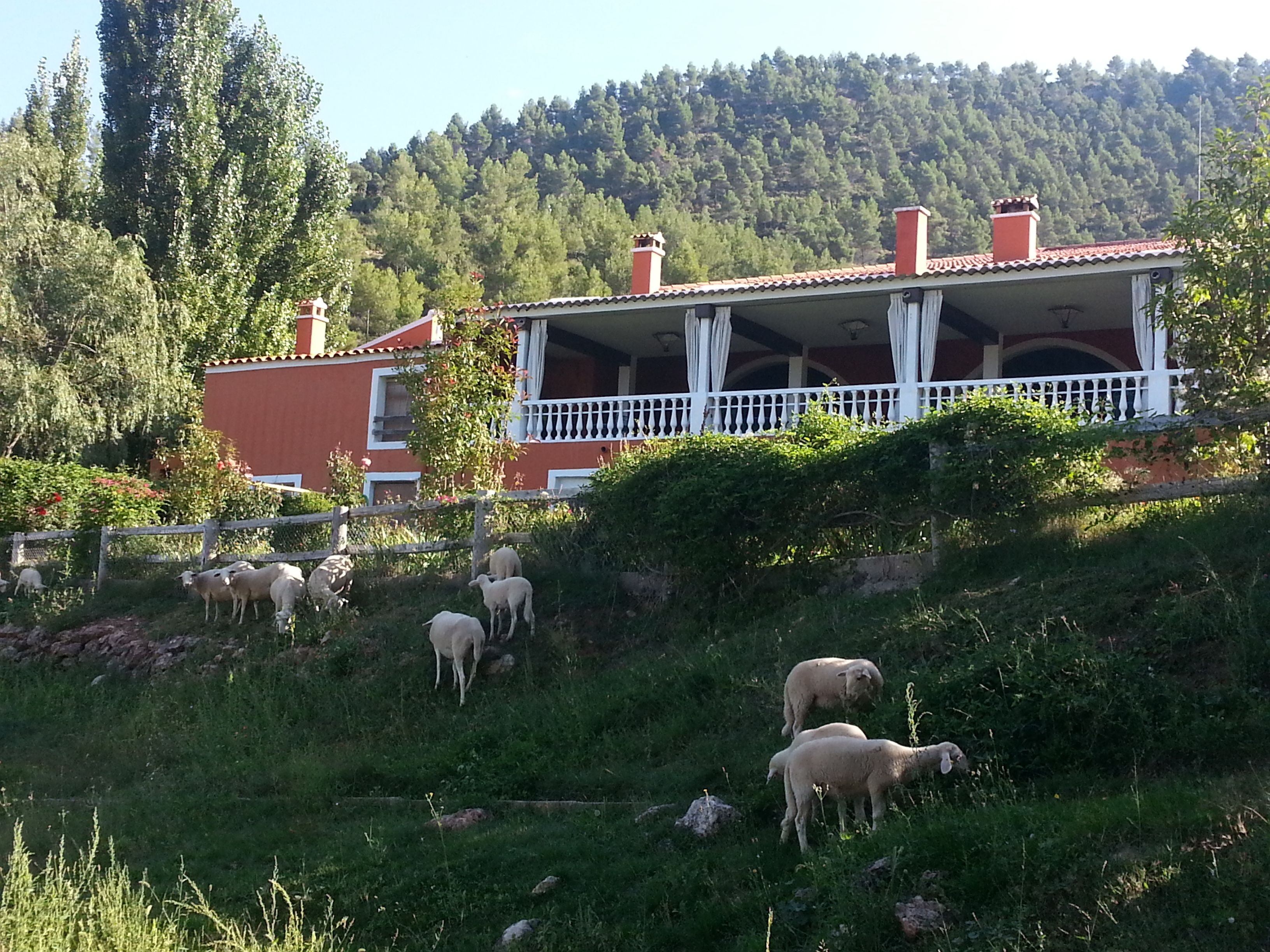 Una casa con balcón, rodeada de césped y ovejas.