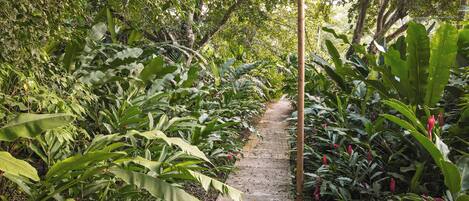 A narrow stone pathway surrounded by lush green foliage and tropical plants.