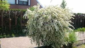 A garden with a white flowering shrub in the foreground, a brick pathway, and a wooden fence in the background. - B&B Yaca (De Haan)