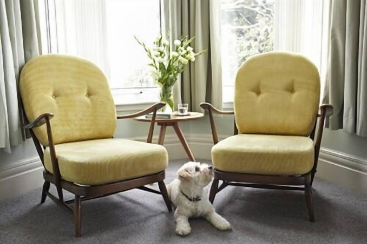 Two yellow chairs with wooden frames in a room with a carpeted floor and a window with curtains.