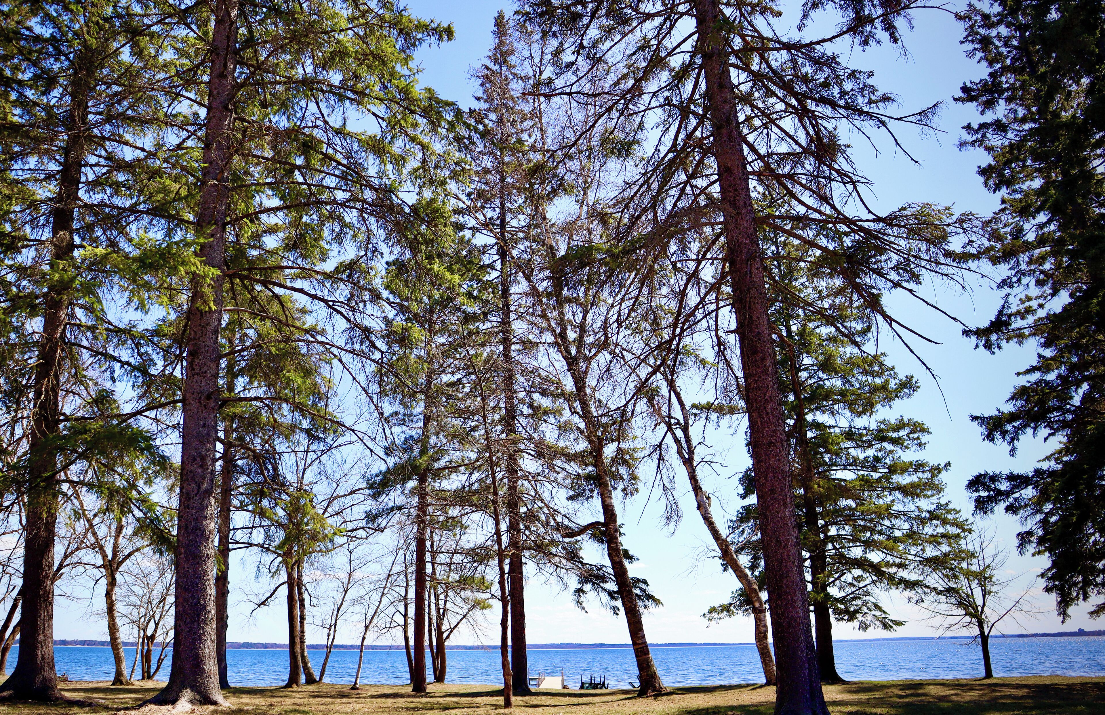 A forested area with tall trees and a body of water in the background.
