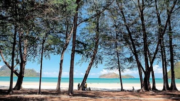A beach with tall trees and a clear view of the ocean.