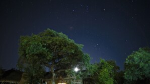 A house with a large tree in front, a stone wall, and a lit window. - Marula Cottage (Thabazimbi)