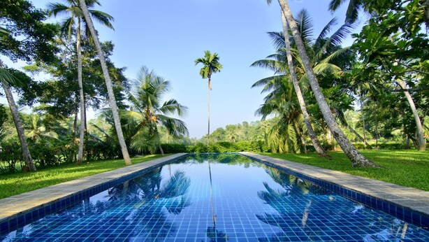 A clear blue pool with tiled edges, surrounded by palm trees and greenery.