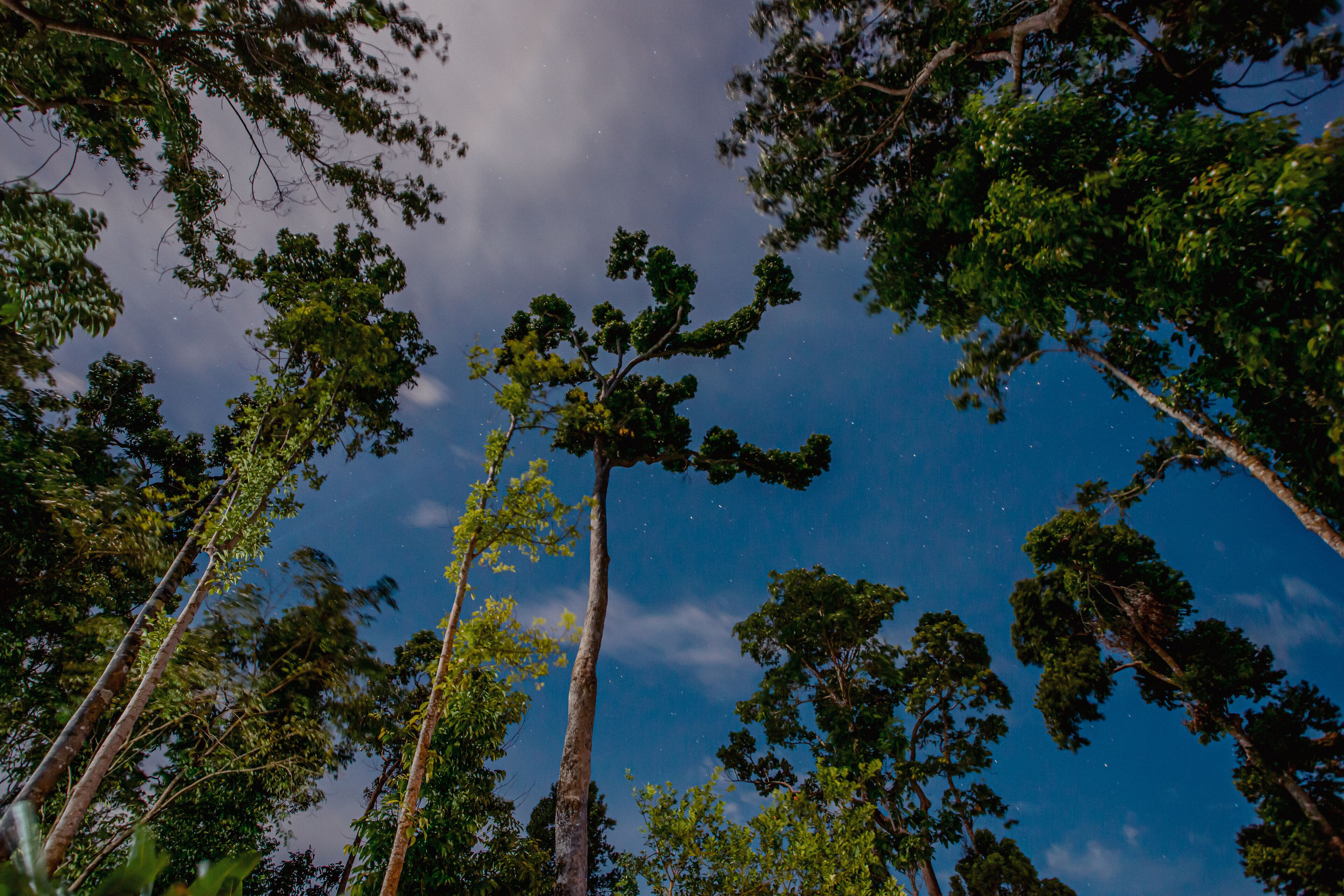 A forest with tall trees and a clear sky.