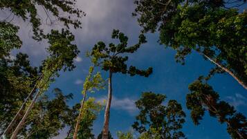 A forest with tall trees and a clear sky.