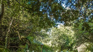 A wooden bridge with white railings, surrounded by dense greenery. - The Old Mill (Lymington)