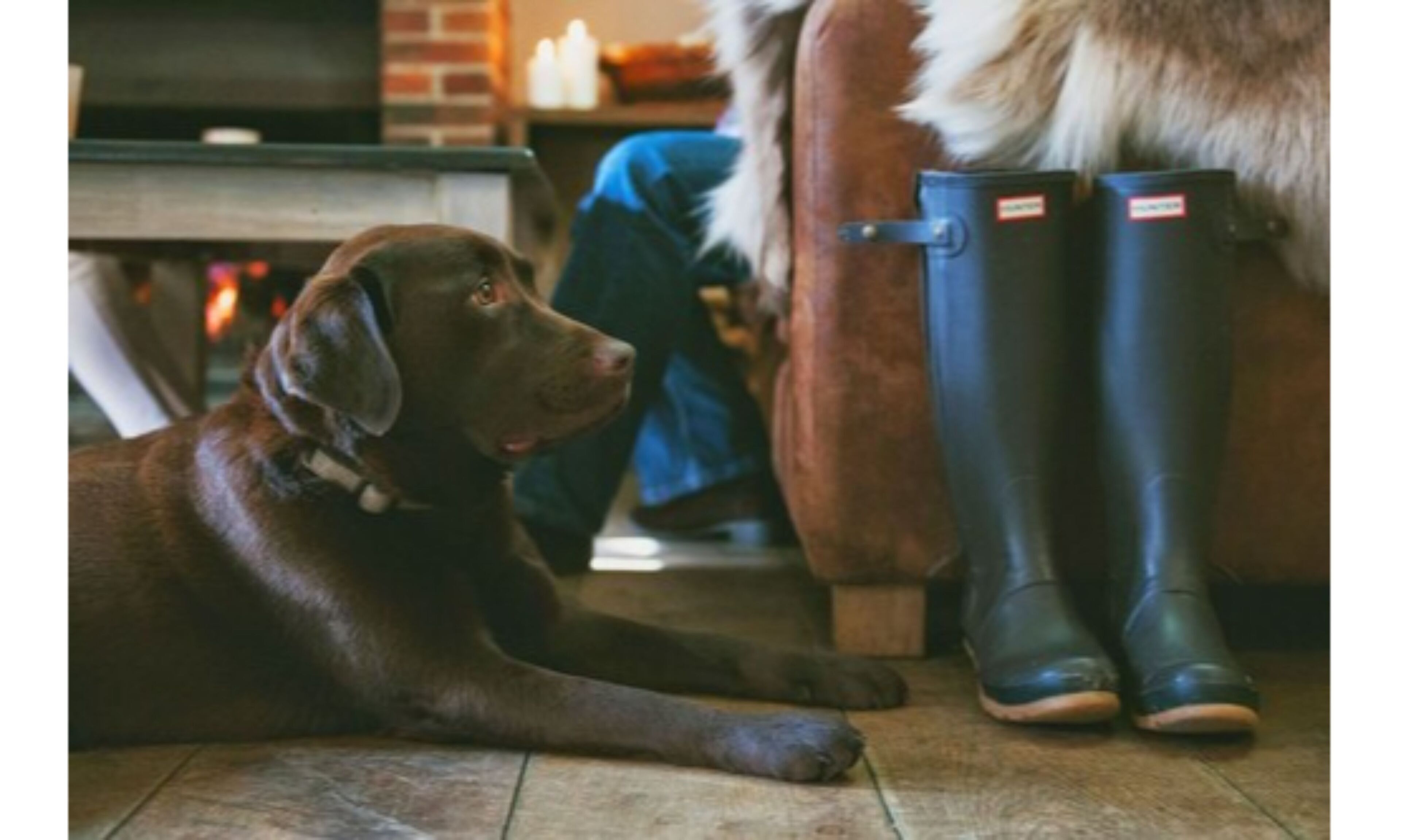 السماح باصطحاب الحيوانات الأليفة