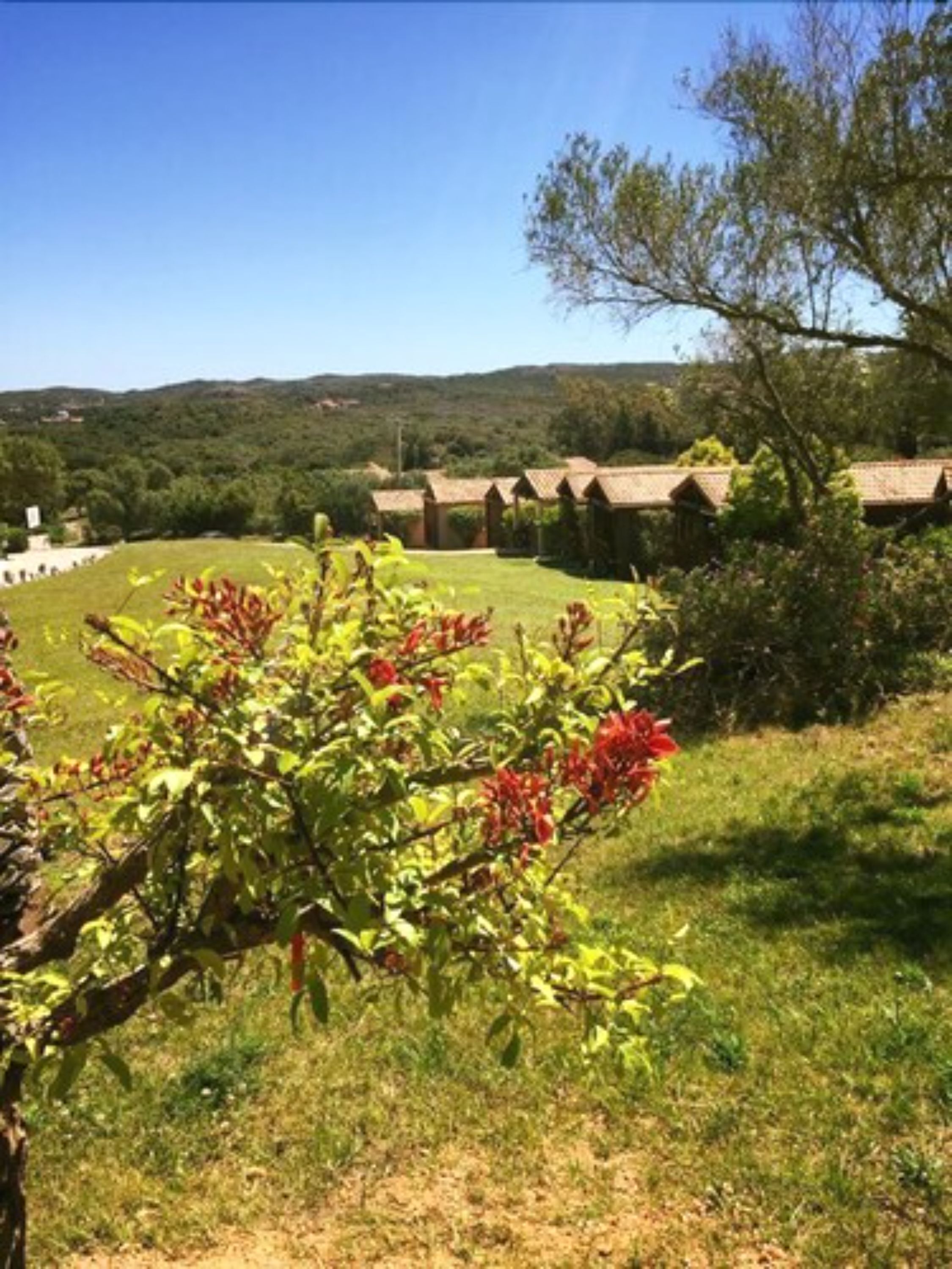 Un paisaje rural con una hilera de edificios tradicionales, un campo de césped y un árbol con flores rojas.