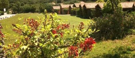 Un paisaje rural con una hilera de edificios tradicionales, un campo de césped y un árbol con flores rojas.