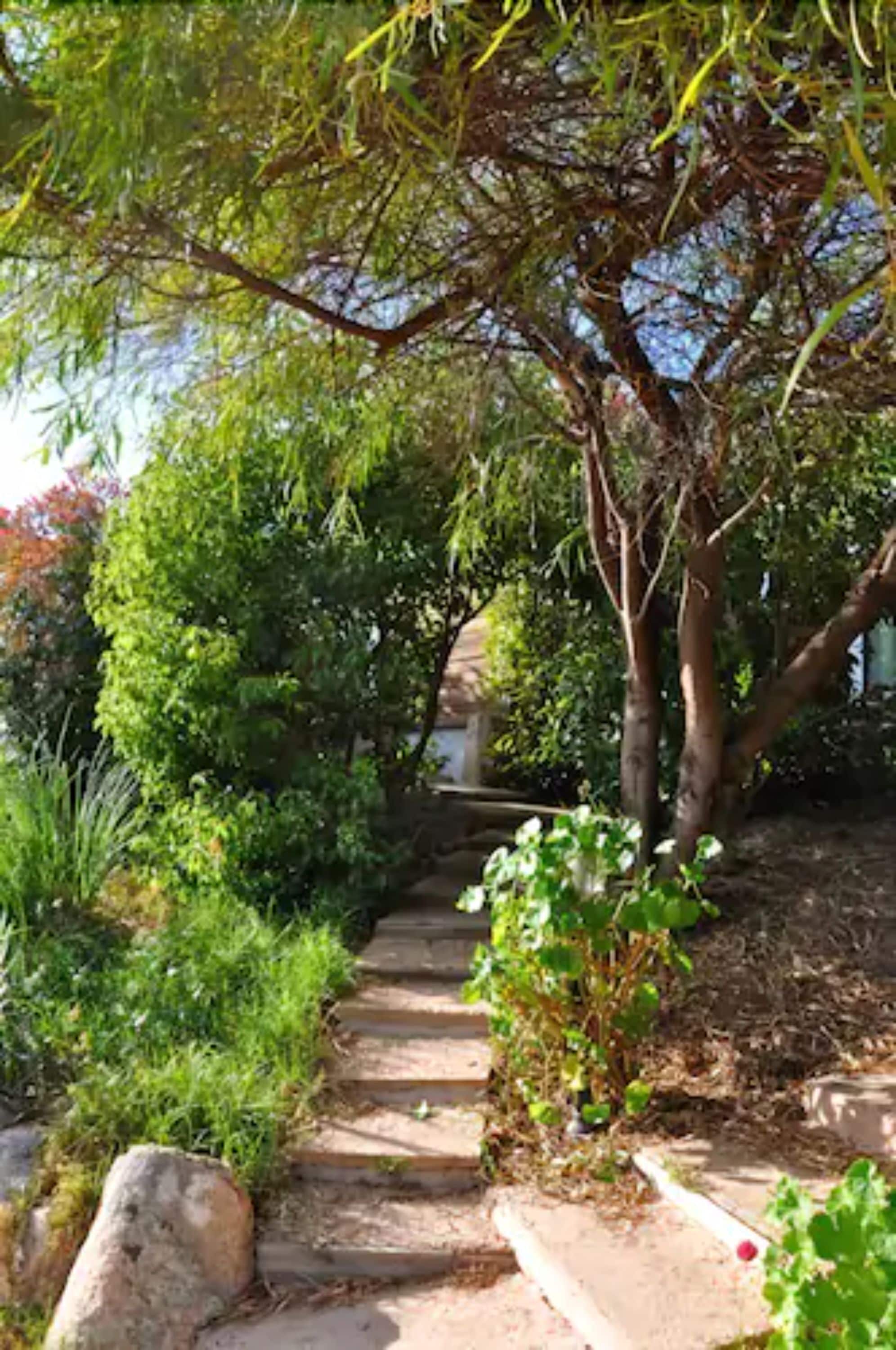 A stone pathway leading through a garden with various plants and trees.