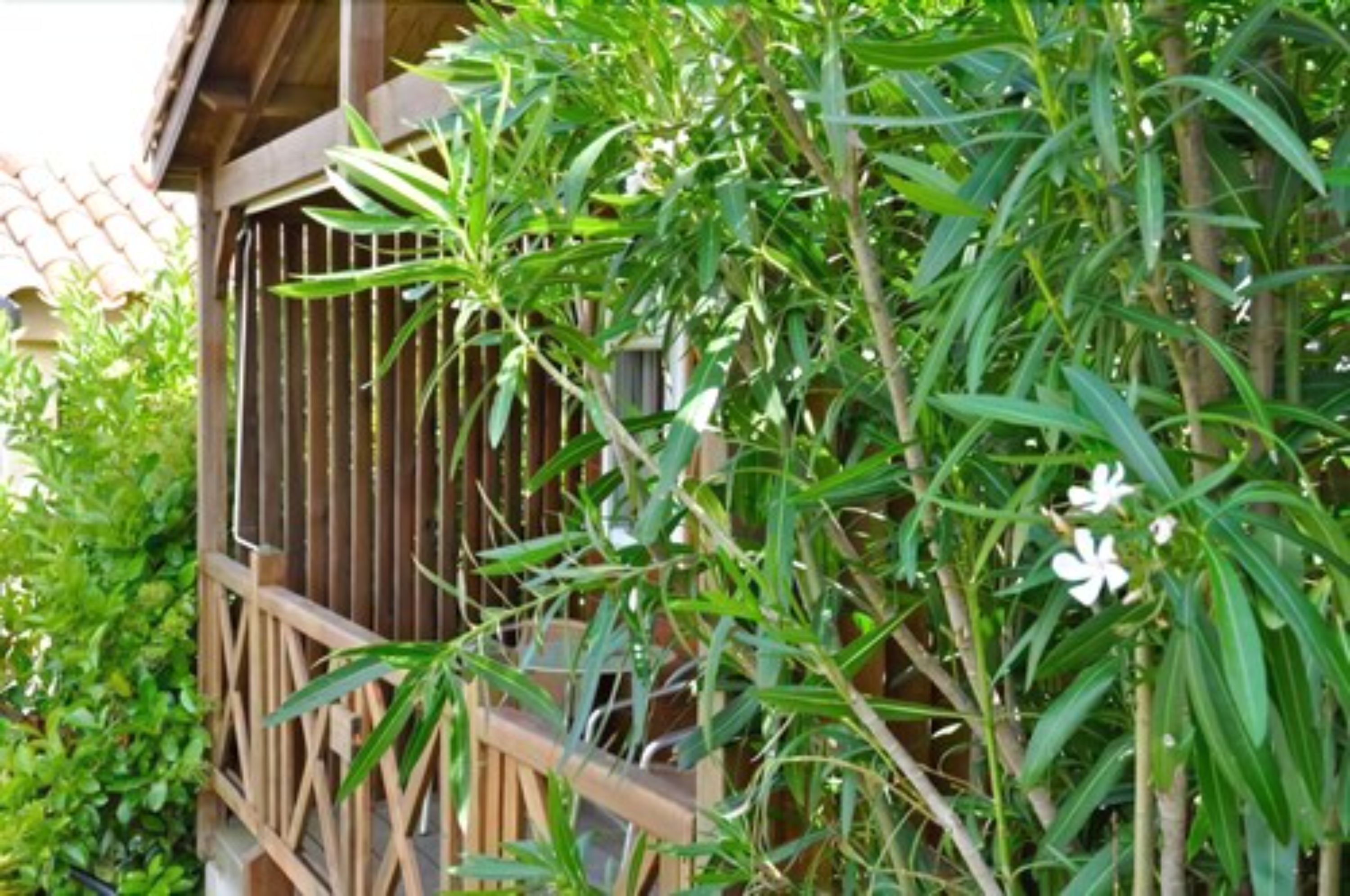 A wooden balcony with vertical slats and lush green foliage.