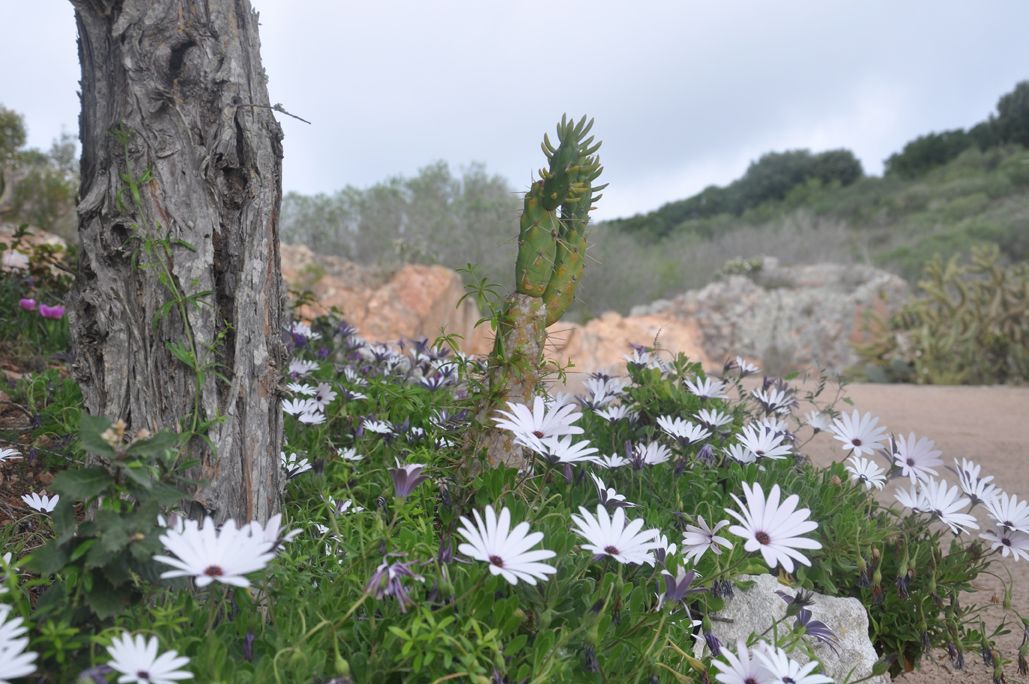 A natural landscape with a tree trunk and white flowers in the foreground.