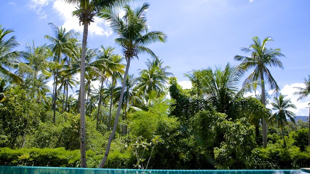 A clear blue pool surrounded by tall palm trees and lush greenery. - Villa Avalon (Ko Pha-ngan)