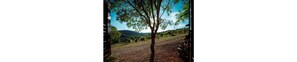 Luxury Apartment, 2 Bedrooms | Garden view - Collelungo (Castellina in Chianti)