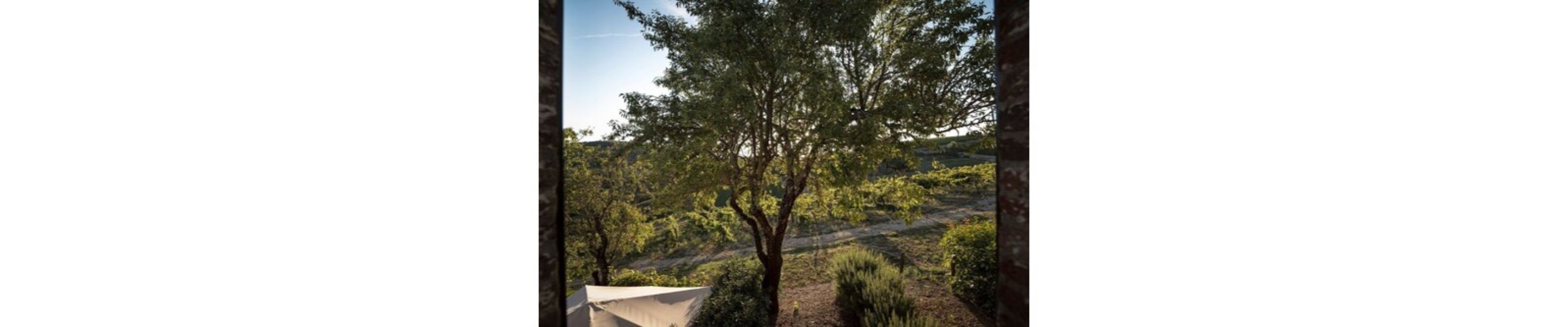 A view of a vineyard with rows of grapevines and a building in the foreground.