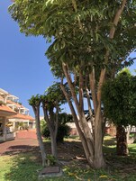 Un patio con varios árboles, un edificio de techo rojo y un cielo azul despejado.
