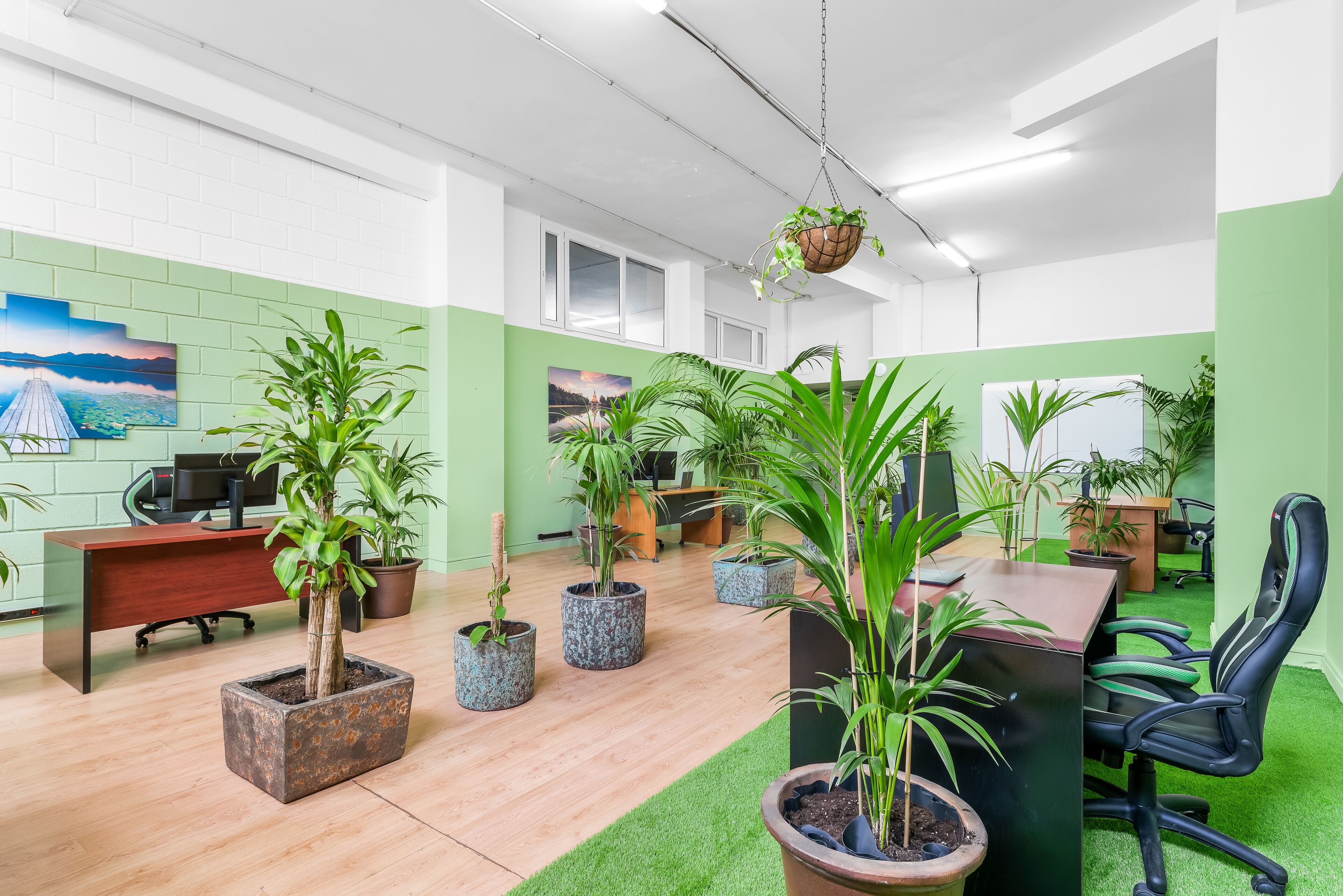 A modern office space with green walls, multiple potted plants, a wooden desk, and a black office chair.