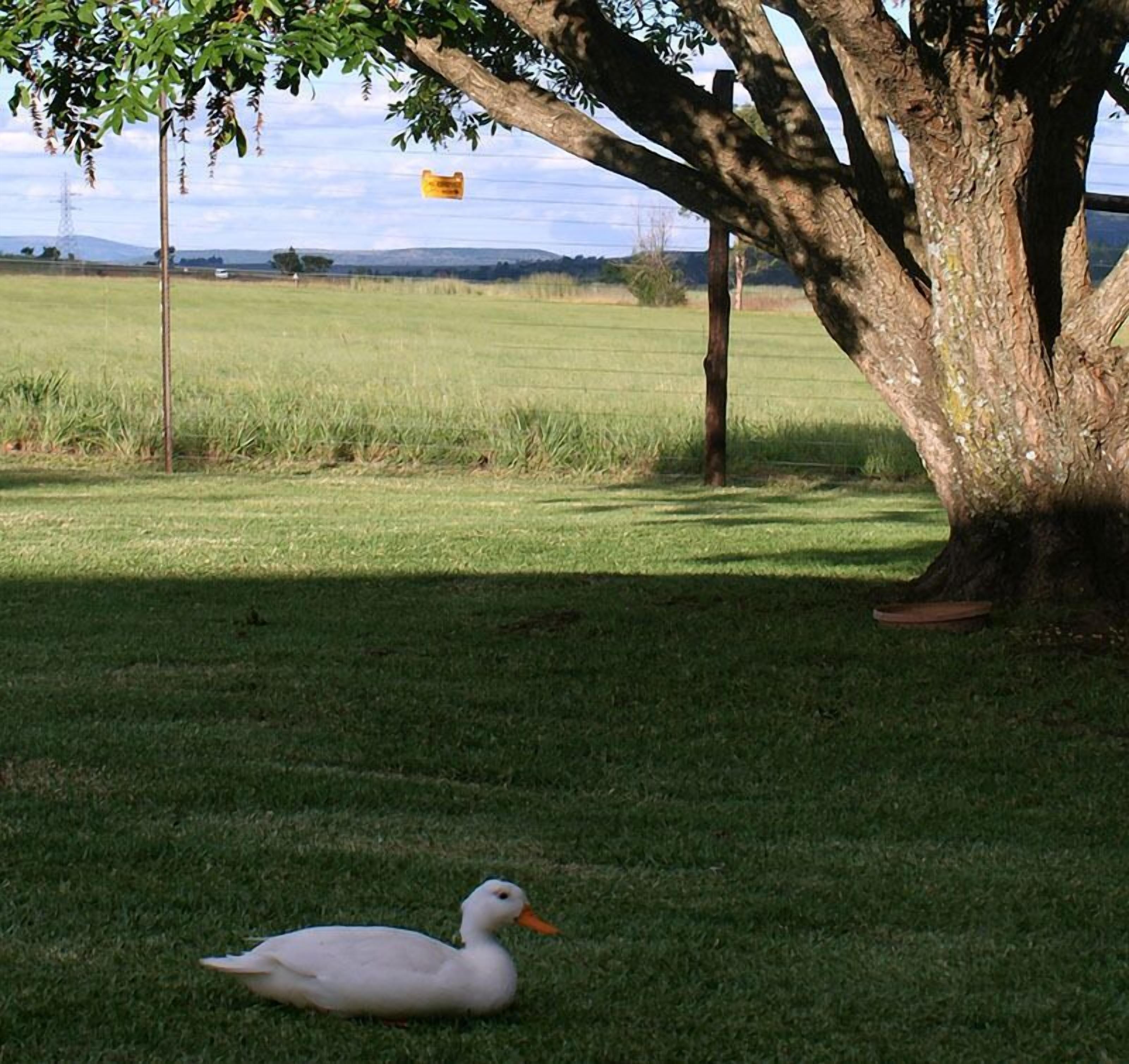 A white duck lying on the grass under a tree.
