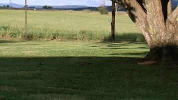 A white duck lying on the grass under a tree.