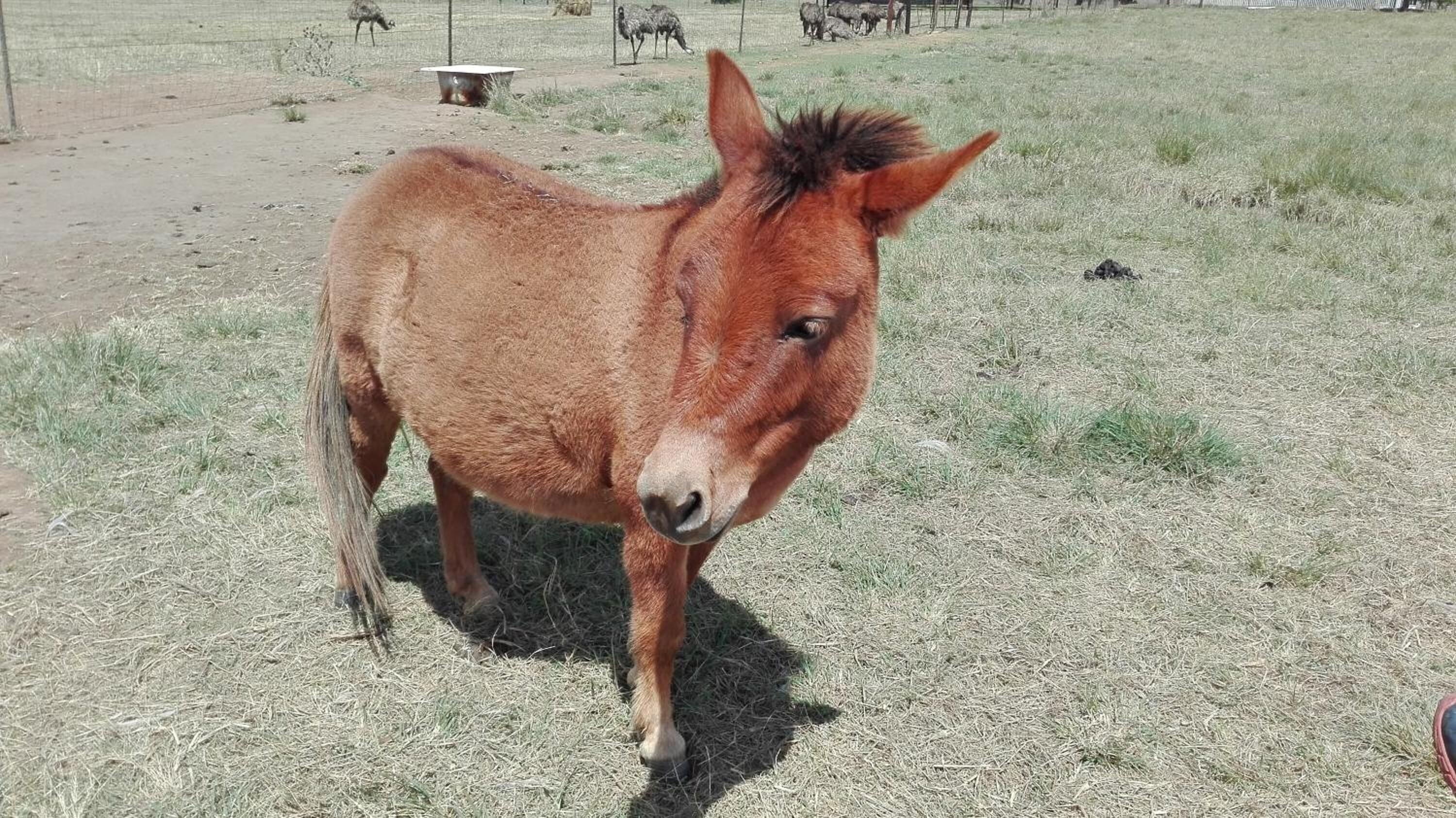 A horse standing in a grassy field with a fence in the background.
