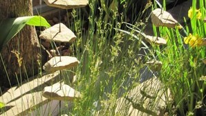 A garden with a tree, various plants, and decorative rocks. - Sandstone Chameleon Guesthouse Fouriesburg (Fouriesburg)