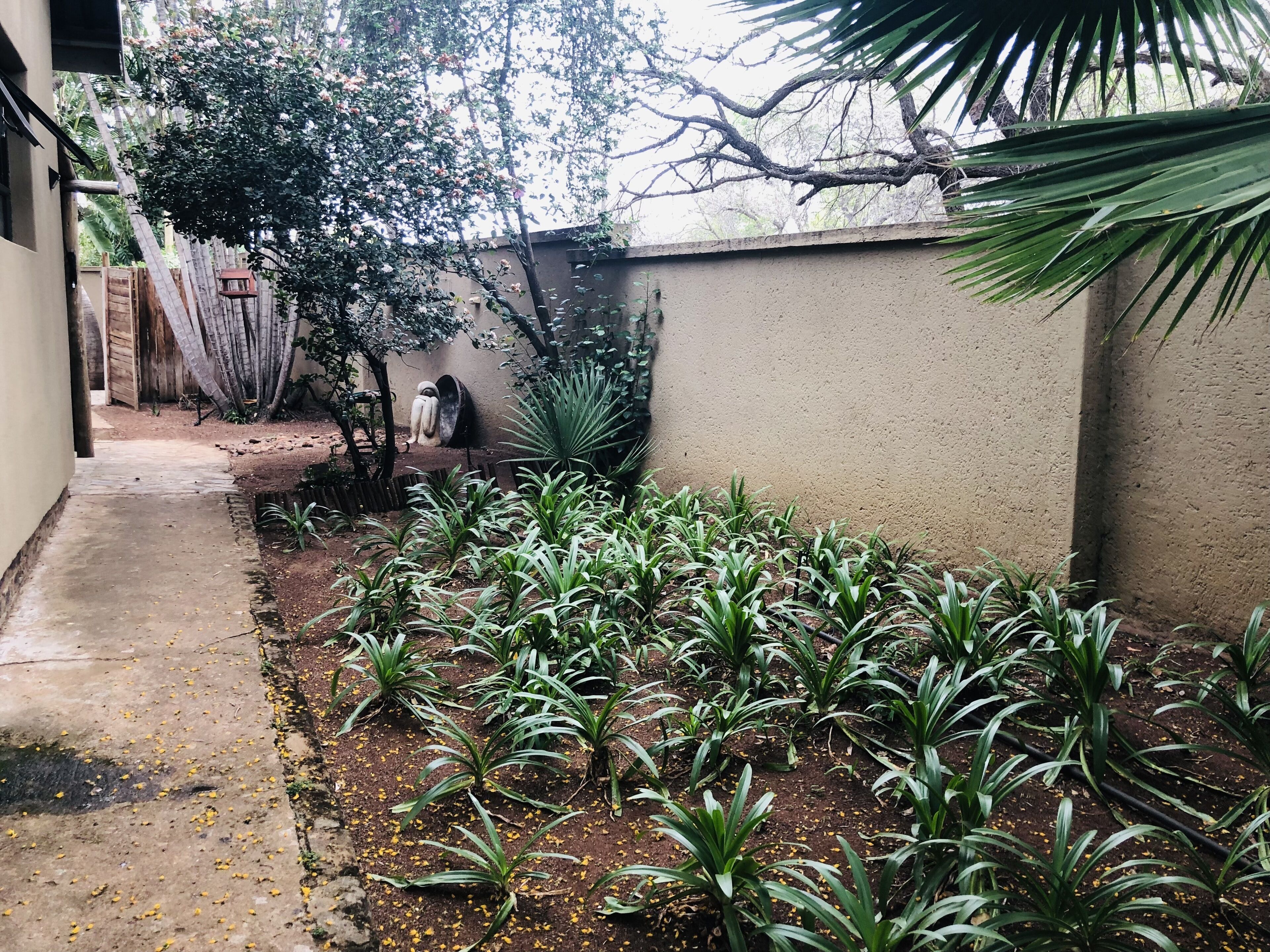 A garden area with young plants and a concrete path.