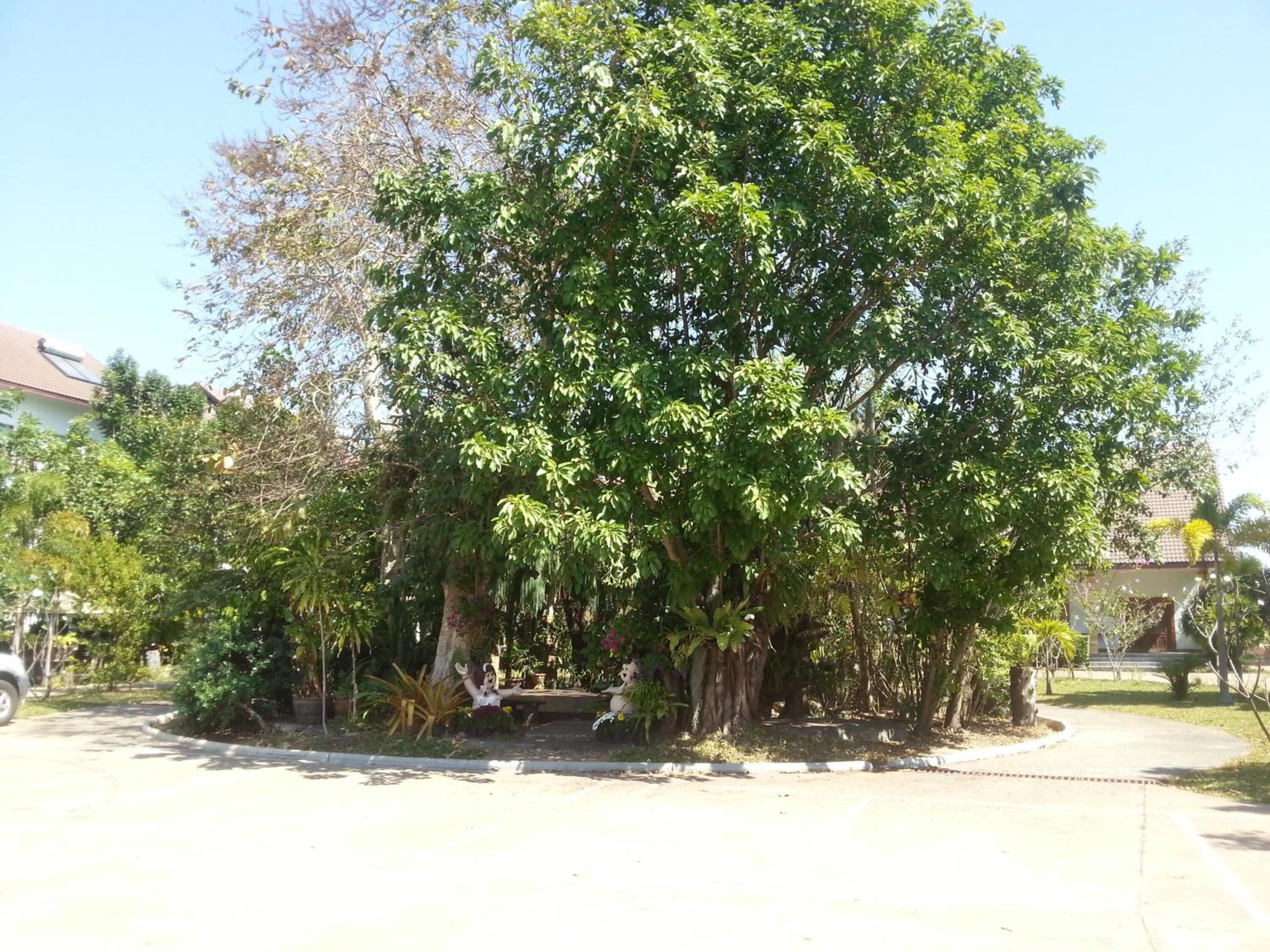 A large tree with dense foliage in a landscaped area with a paved path.