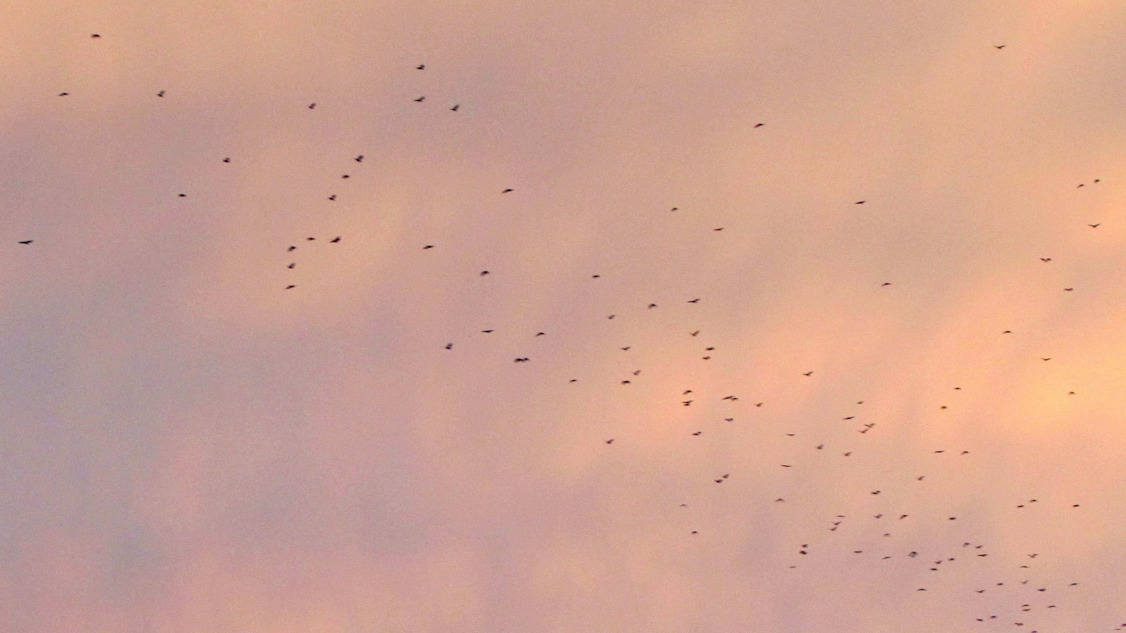A flock of birds flying in the sky.