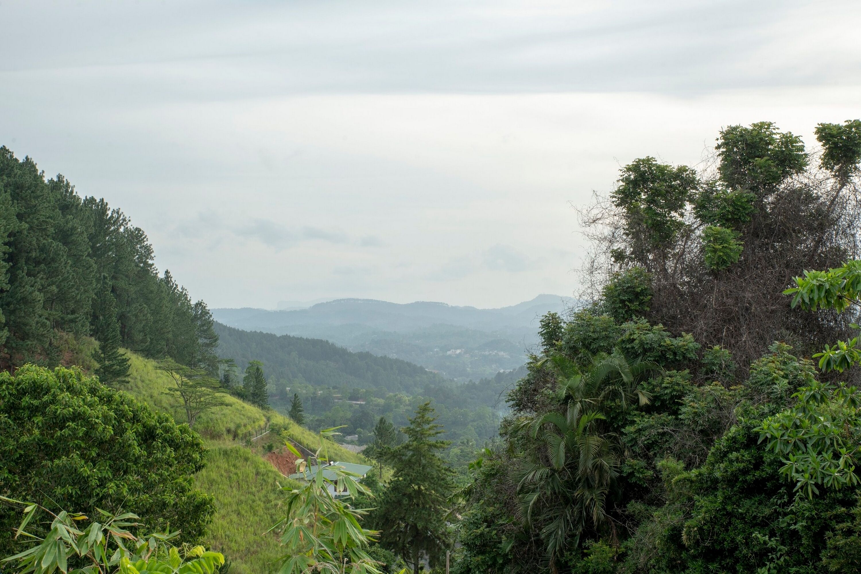 A lush, green landscape with dense foliage and a distant view of hills.