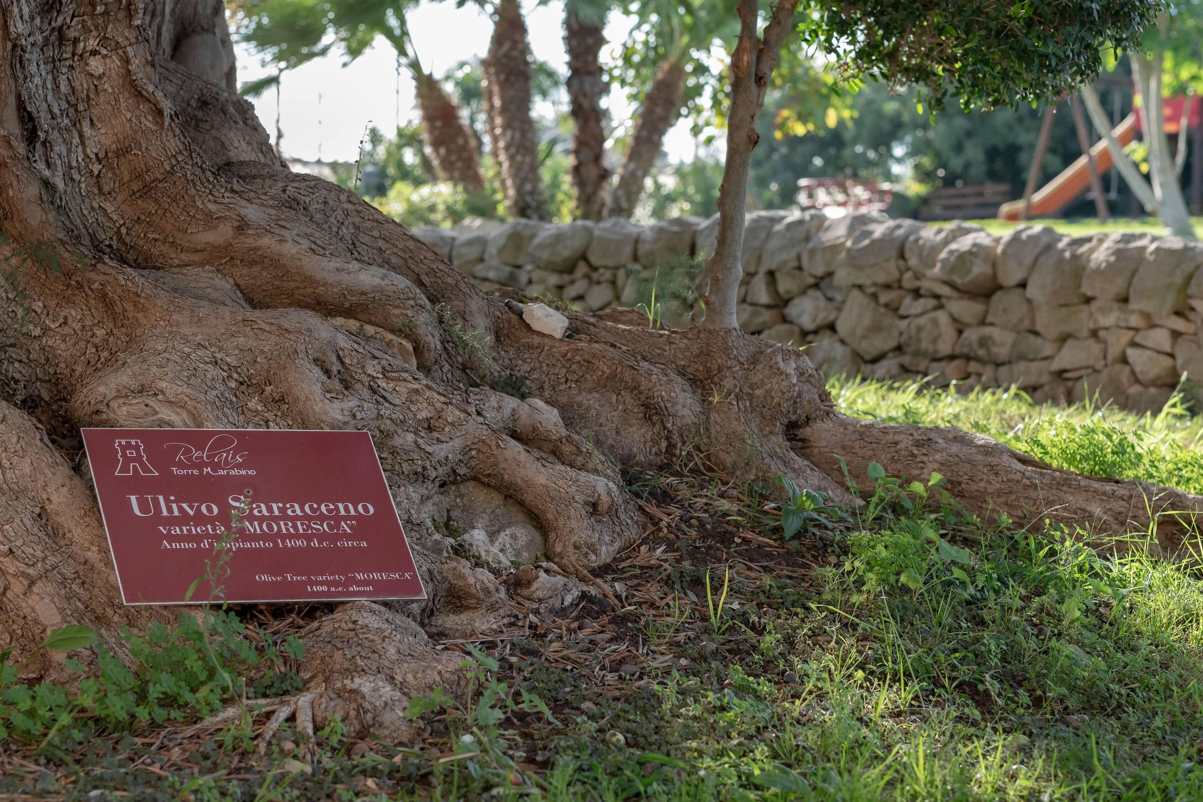Un árbol con un cartel que indica que es una variedad antigua de olivo saraceno.