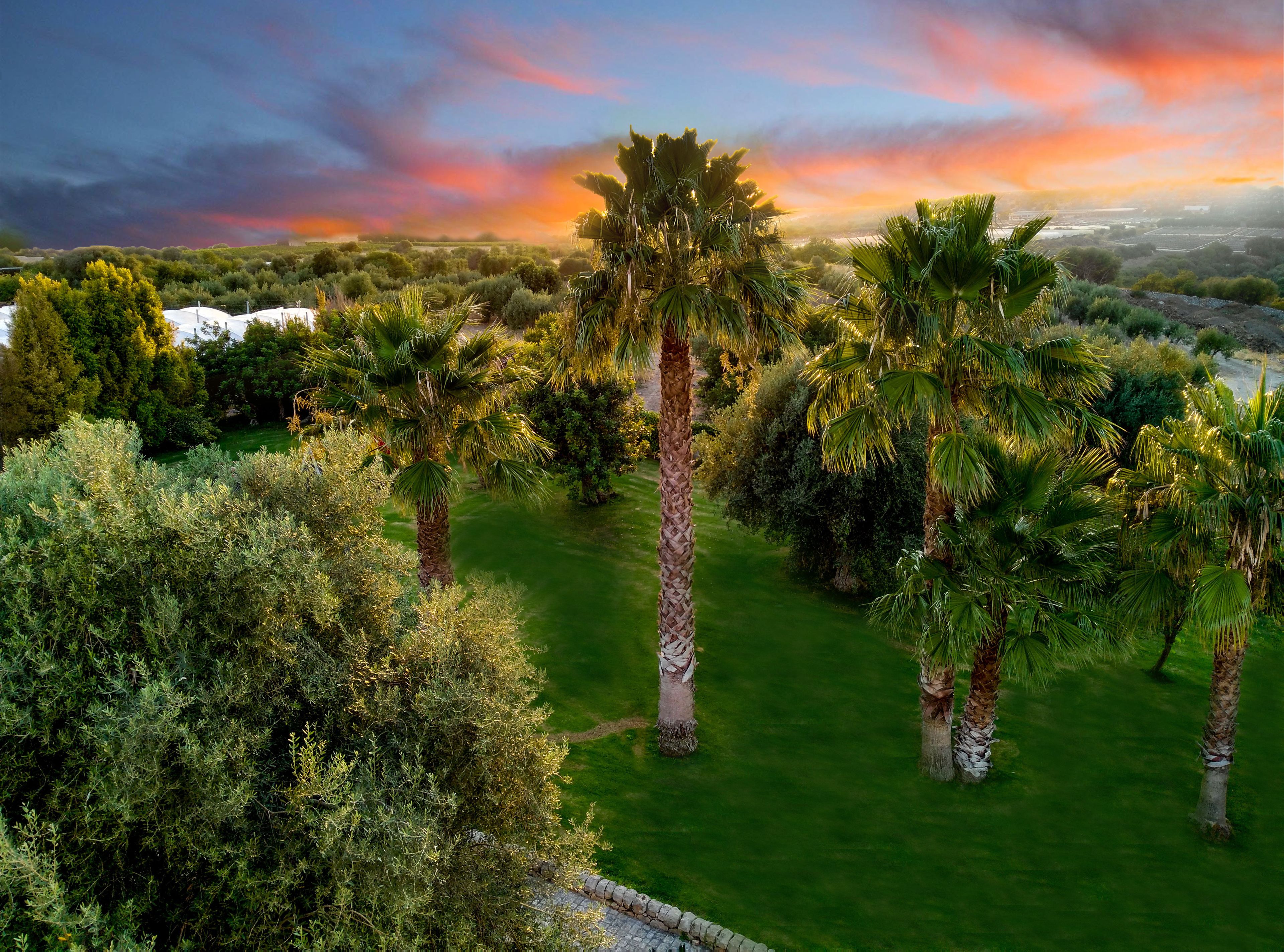 A lush garden with palm trees and dense shrubbery.