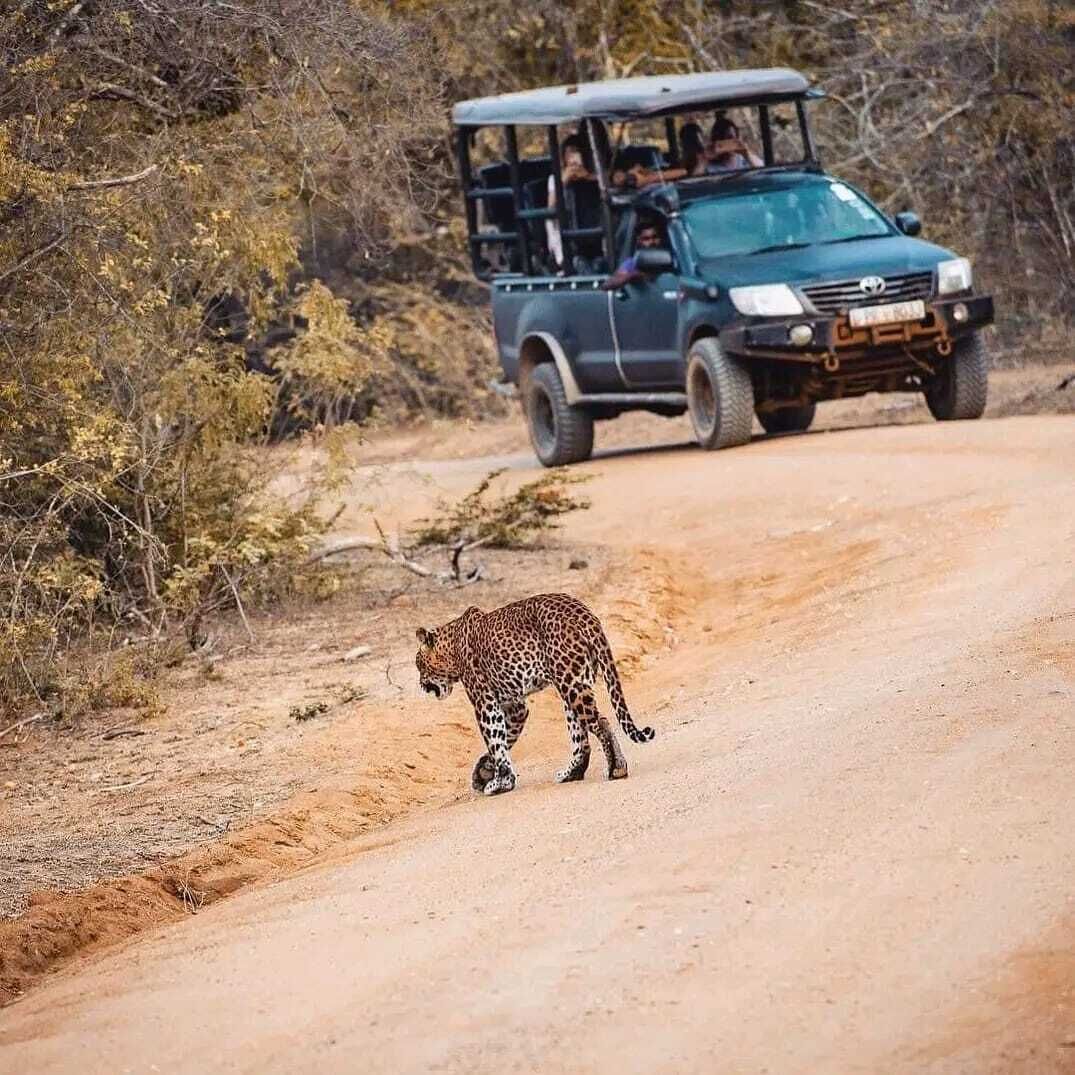 A leopard walking on a dirt road with a safari vehicle in the background.