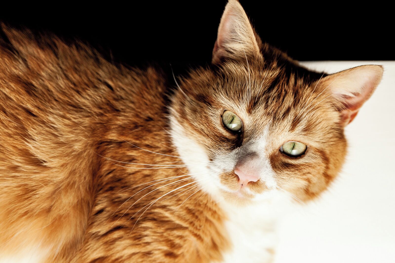 Primer plano de un gato con un pelaje blanco y marrón.