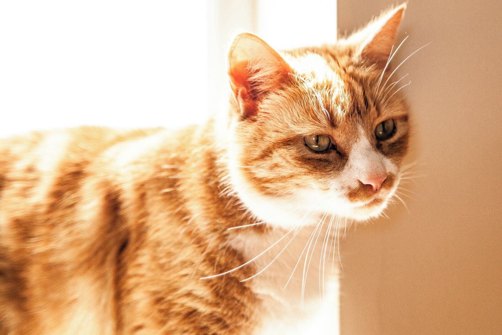Un gatto dal manto a strisce, con macchie bianche sul muso e sul petto, e un naso rosa, seduto vicino a una finestra da cui entra la luce del sole.